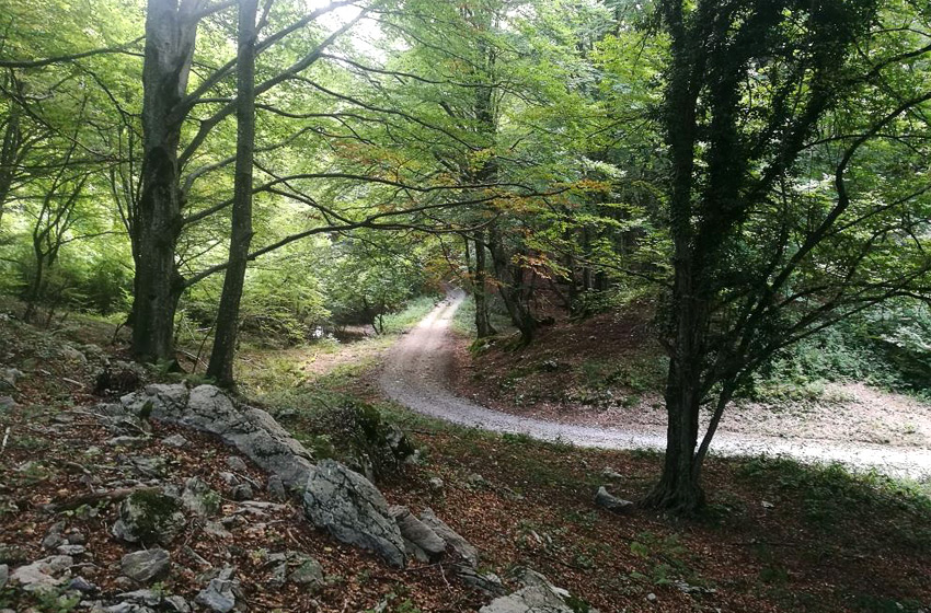 pista forestale che attraversa un bosco